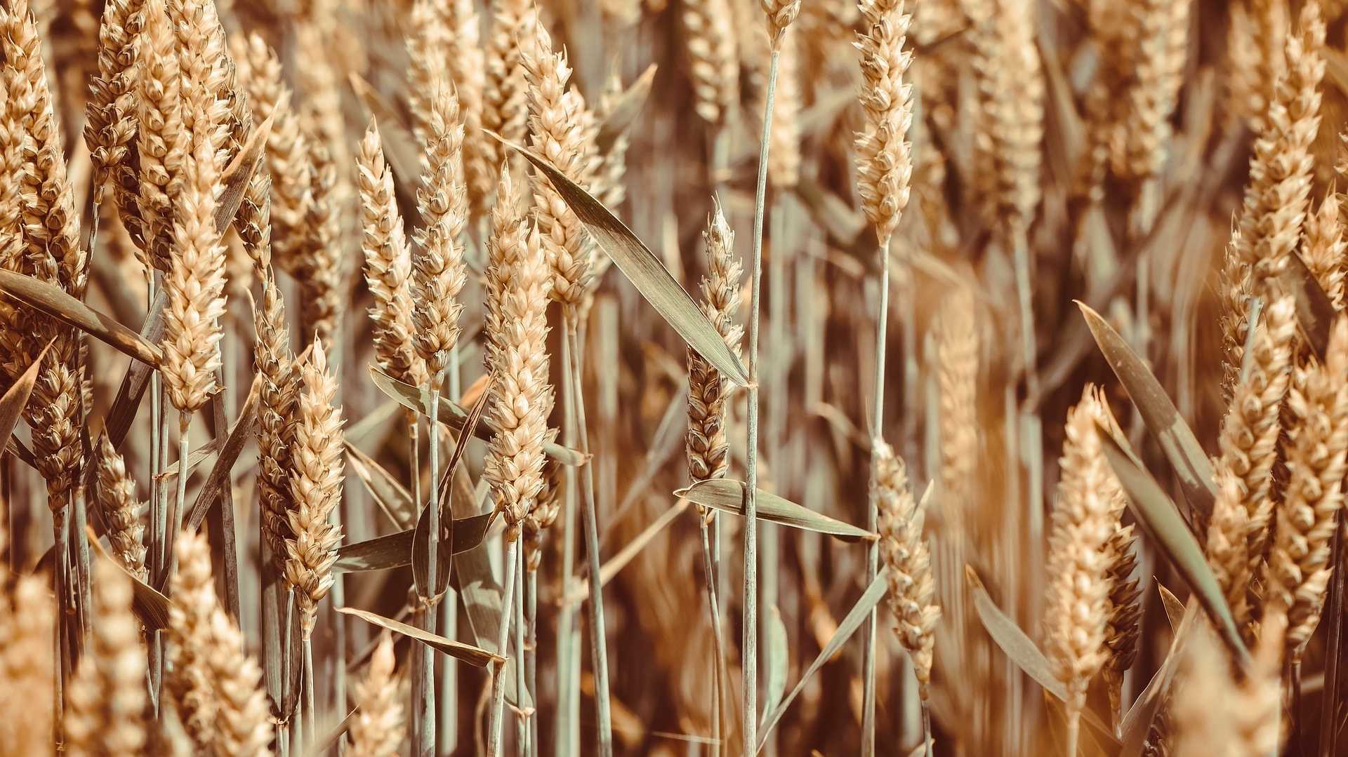 Weizenfeld bedroht durch Weizenbrand unter Klimawandel-Einfluss