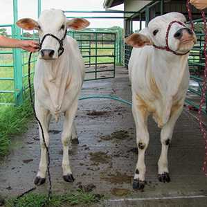 Gentechnisch veränderte Nelore-Kühe