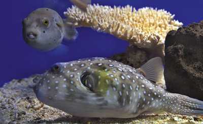 Fugu-Kugelfische. Bild: lbl.gov