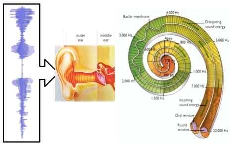 BioAid orientiert sich an der Funktionsweise des menschlichen Ohrs.