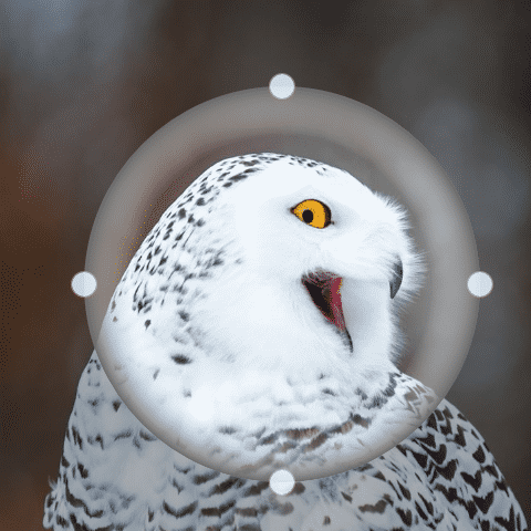 Das Overlay für das ImageCropper-Steuerelement zeigt die Form des Zuschnitts an. 