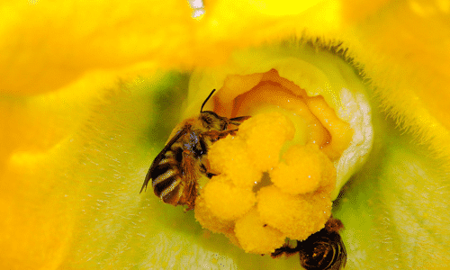 Gesunde Biene saugt Nektar.