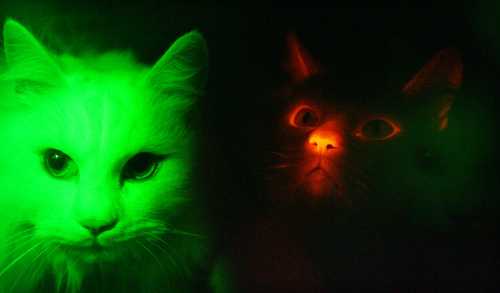 Die rechte Katze hat ein rot fluoreszierendes Protein (RFP) im Erbgut.  [Bilder: Gyeongsang National University]