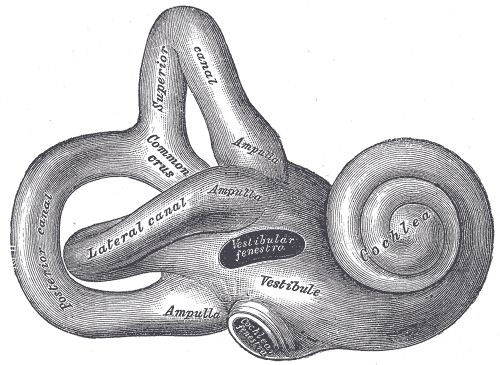 Zeichnung des Innenohrs mit Cochlea