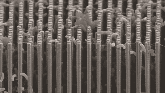Nanodrähte mit Bakterien für künstliche Photosynthese