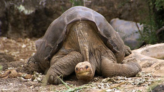 Moderne Zucht soll zwei ausgestorbene Riesenschildkröten zurückbringen