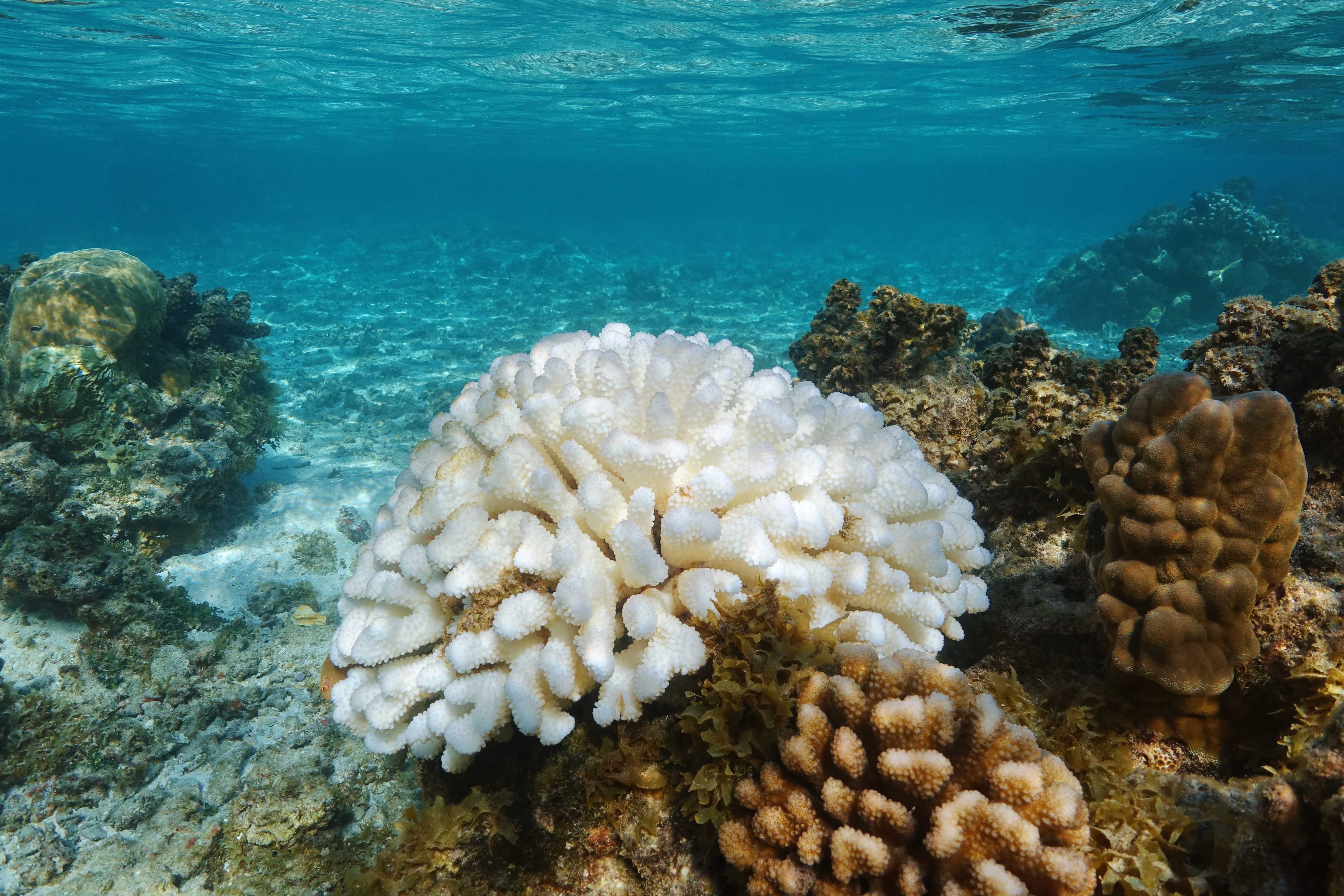 Pocillopora Korallenbleichung aufgrund von El Nino im Pazifik, Polynesien.