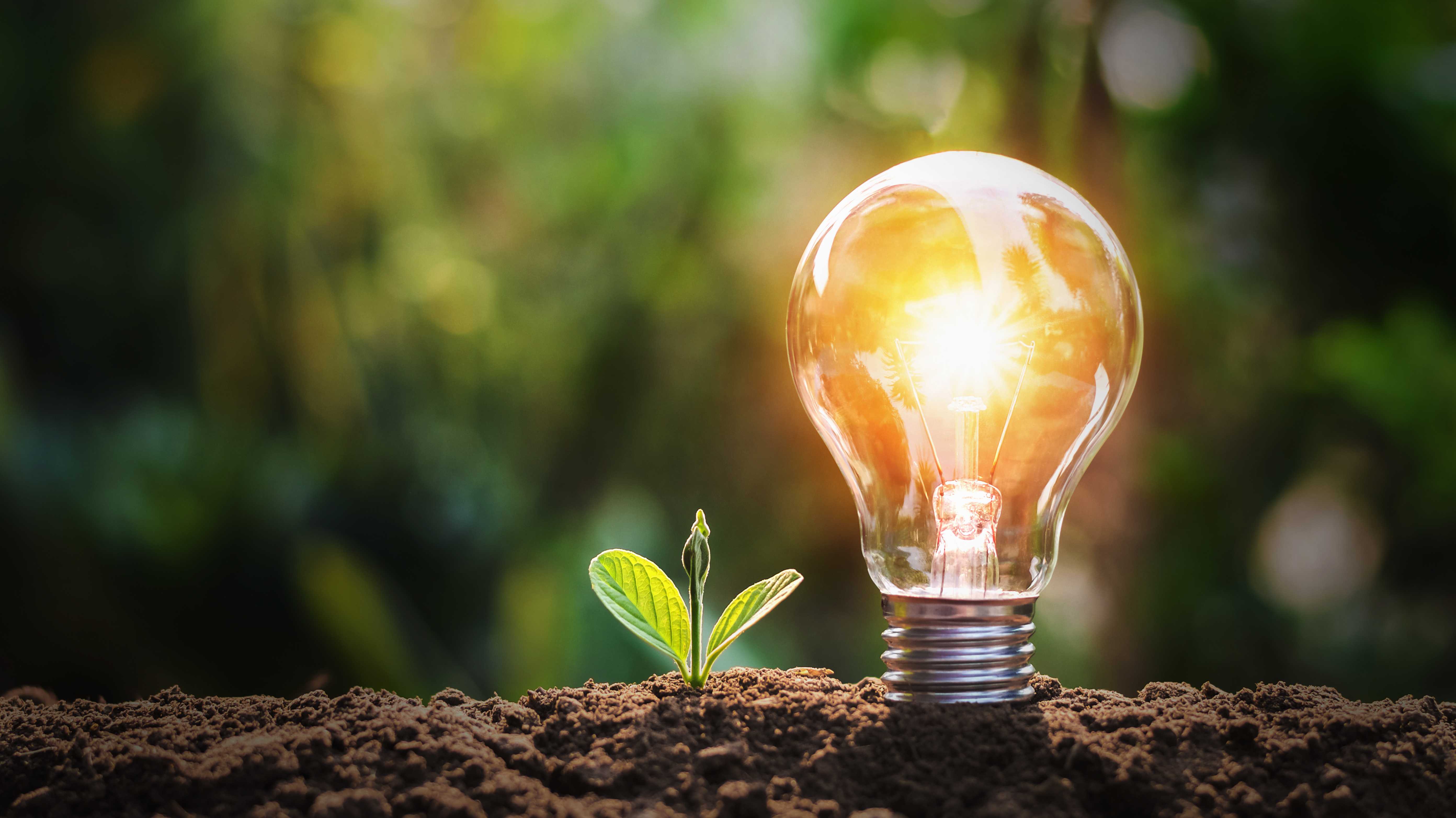 Lightbulb,With,Small,Plant,On,Soil,And,Sunshine.,Concept,Saving