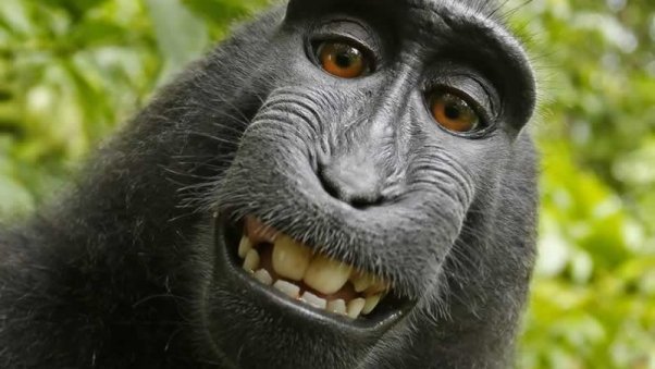 Affen-Selfie