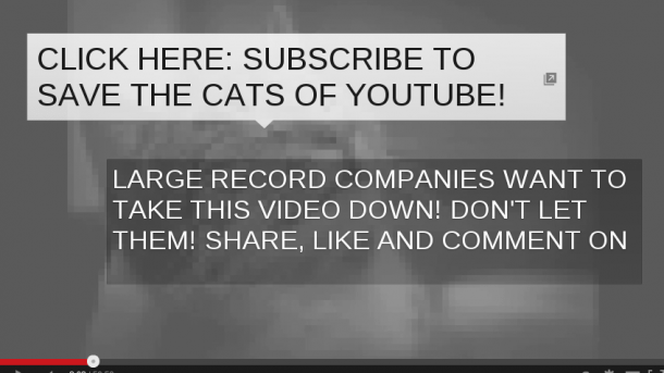Youtube: Schnurrende Katze verletzt Urheberrechte
