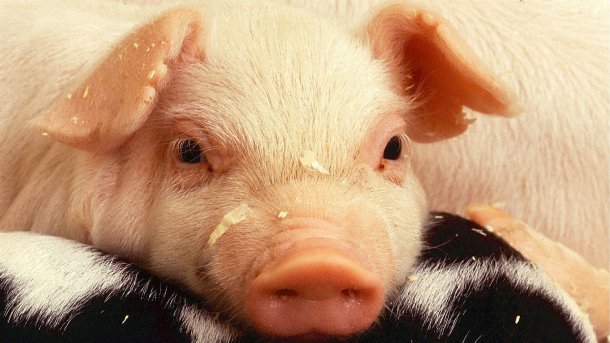 Schwein