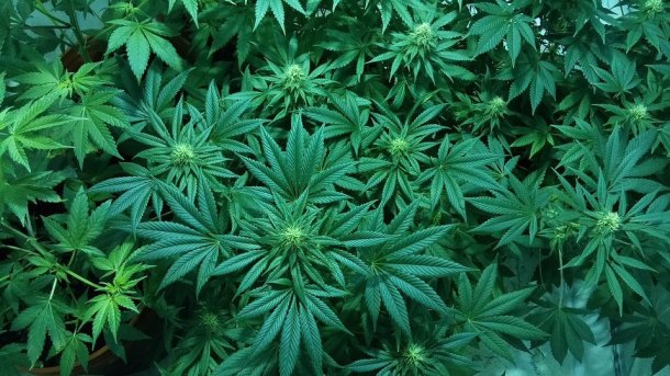 Marijuana-Pflanzen