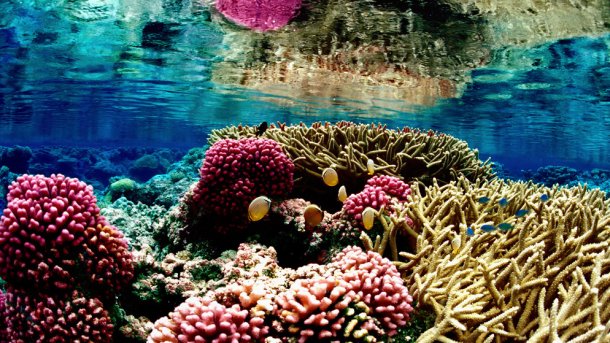 Neues Kamera-System soll Korallenschäden genauer aufzeigen