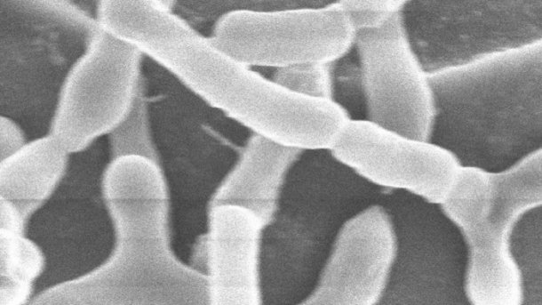 Mikrobiom-Medikamente könnten gegen viele Krankheiten helfen