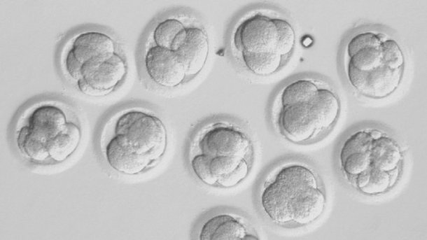 Chinesische Forscher melden weiteres Gen-Experiment mit menschlichen Embryos