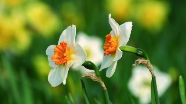 Konfigurationsmanagement für Microservices mit Spring Cloud Config