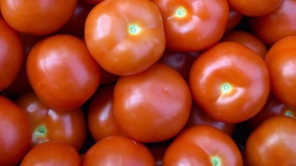 "Masseneinspruch" gegen europäisches Tomatenpatent