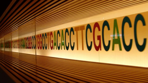 Studie warnt vor neuen gentechnischen Verfahren