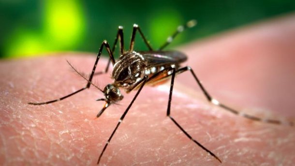 USA beginnen Studie mit neuartigem Impfstoff gegen den Zika-Virus