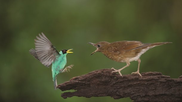 Vogelfotografie: Wie man Vögel schützt