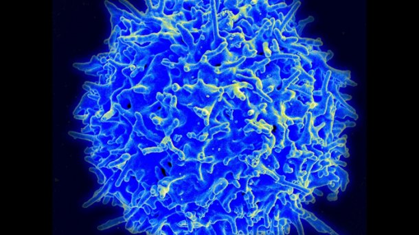 Effektivere Krebsbekämpfung durch DNA-Analysen des Immunsystems