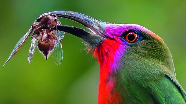 Digiscoper of the Year 2016