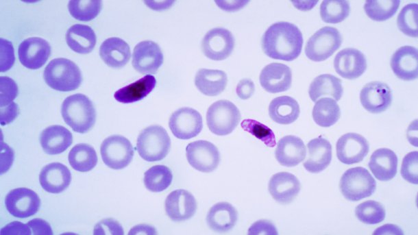 Genetisch geschwächter Malaria-Erreger zeigt Wirkung als Impfstoff