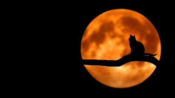 Katze, Mond, Gelassenheit, Nacht