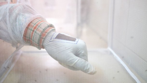Mit radikaler Gentechnik gegen Malaria
