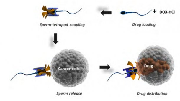 Eingespannte Spermazellen sollen Medikamente direkt in Krebszellen befördern