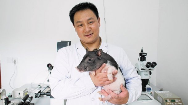 Chinesisches Genomik-Unternehmen verzichtet auf Verkauf von Mini-Schweinen als Haustiere