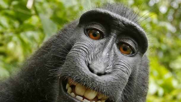 Beim "Affen-Selfie" bahnt sich ein Vergleich an