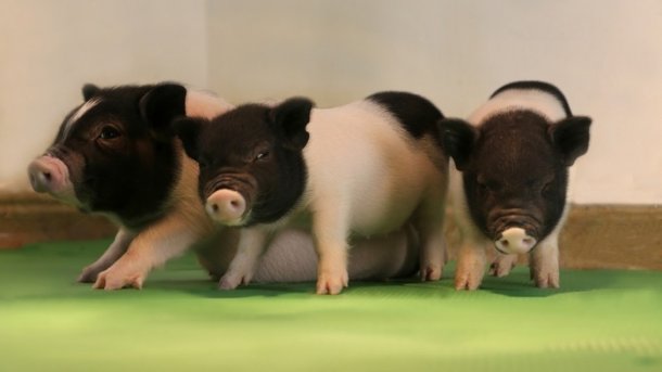 Forscher deaktivieren mit CRISPR Virus-Familie in Schweinen