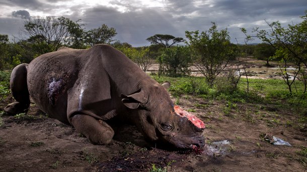 Wildlife-Fotograf des Jahres: Gewinnerbild zeigt getötetes Nashorn