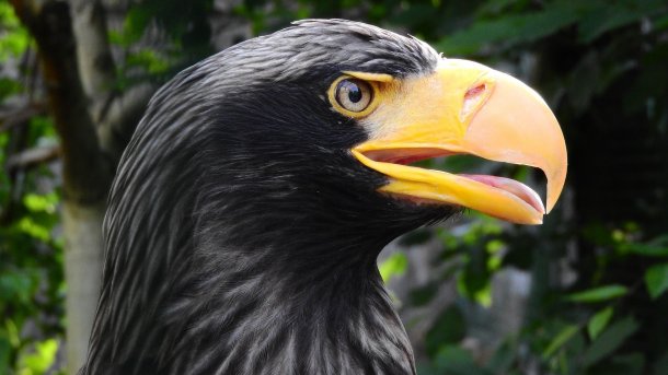 Niederlande: Adler werden nicht zum Drohnenfang eingesetzt