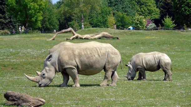 Oracle will die Nashhorn JavaScript Engine bald entfernen