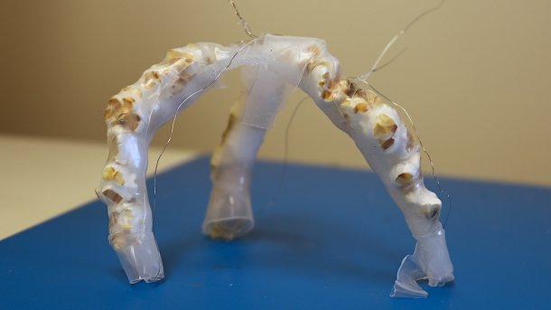 Günstig und biologisch abbaubaur – Popcorn als Roboterantrieb