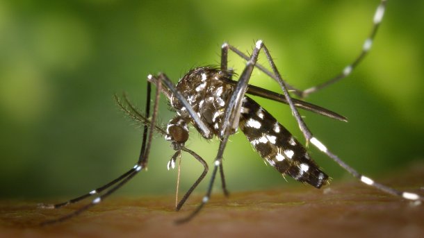 Sterile Männchen reduzieren Tigermücken-Population