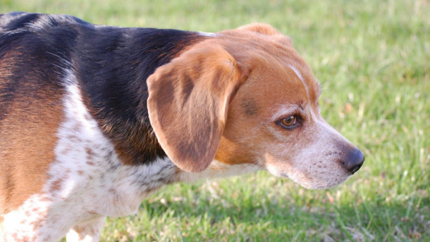 Hunde als Testobjekte im CRISPR-Einsatz