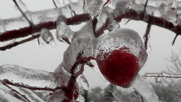 Zweige und rote Früchte mit Eis überzogen
