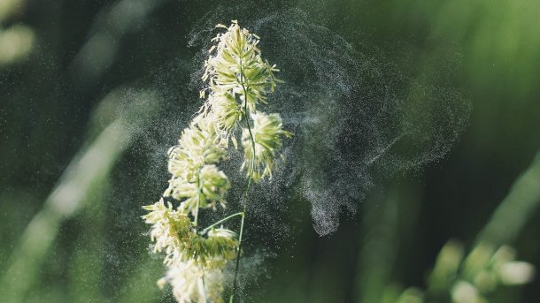 Elektronisches Polleninformationsnetzwerk ePIN startet im Frühjahr