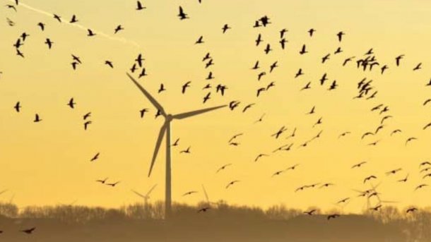 Windkraft: So klappt Vogelschutz bei Windrädern