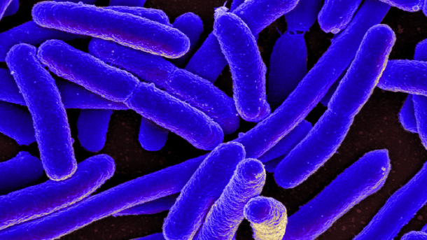 Künstliches Genom in einem Bakterium