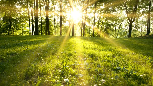 Frühling, Sonne, Wald