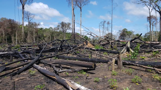 Brasilien: Satellitendaten zur Regenwaldabholzung – Chefforscher verliert Job