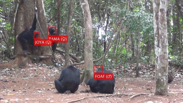 Algorithmus erkennt Schimpansen