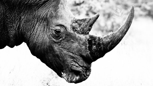 Nashorn-Horn aus Pferdehaar