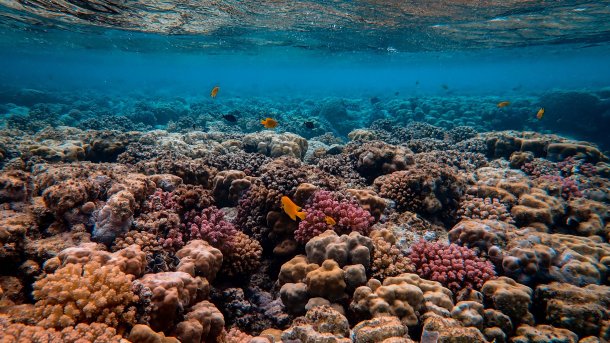 Meeresbiologen entwickeln Rettungsmethode für geschädigte Korallen
