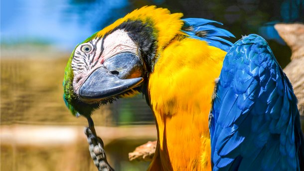 Apache Groovy 3.0 lässt den Papagei parsen