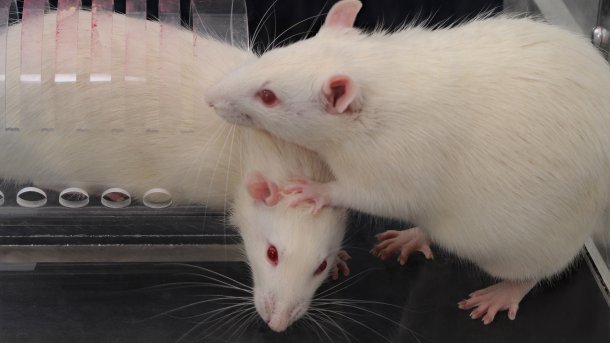 Verhaltensforschung: Hilfsbereite Ratten